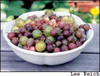 Discover Delicious Currants and Gooseberries Image